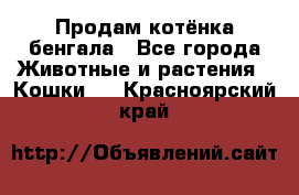 Продам котёнка бенгала - Все города Животные и растения » Кошки   . Красноярский край